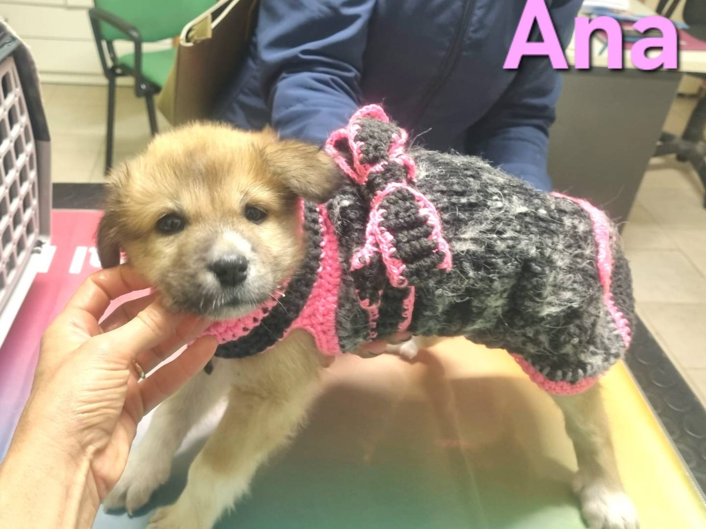 Adotta un cane, taglia grande, femmina, Taranto