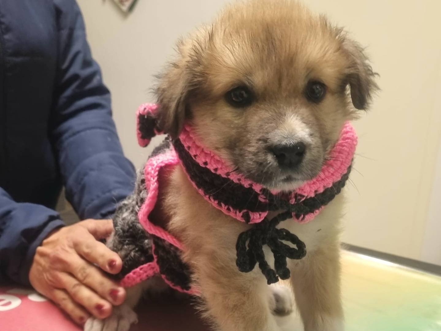 Vuoi adottare un cane a Taranto?