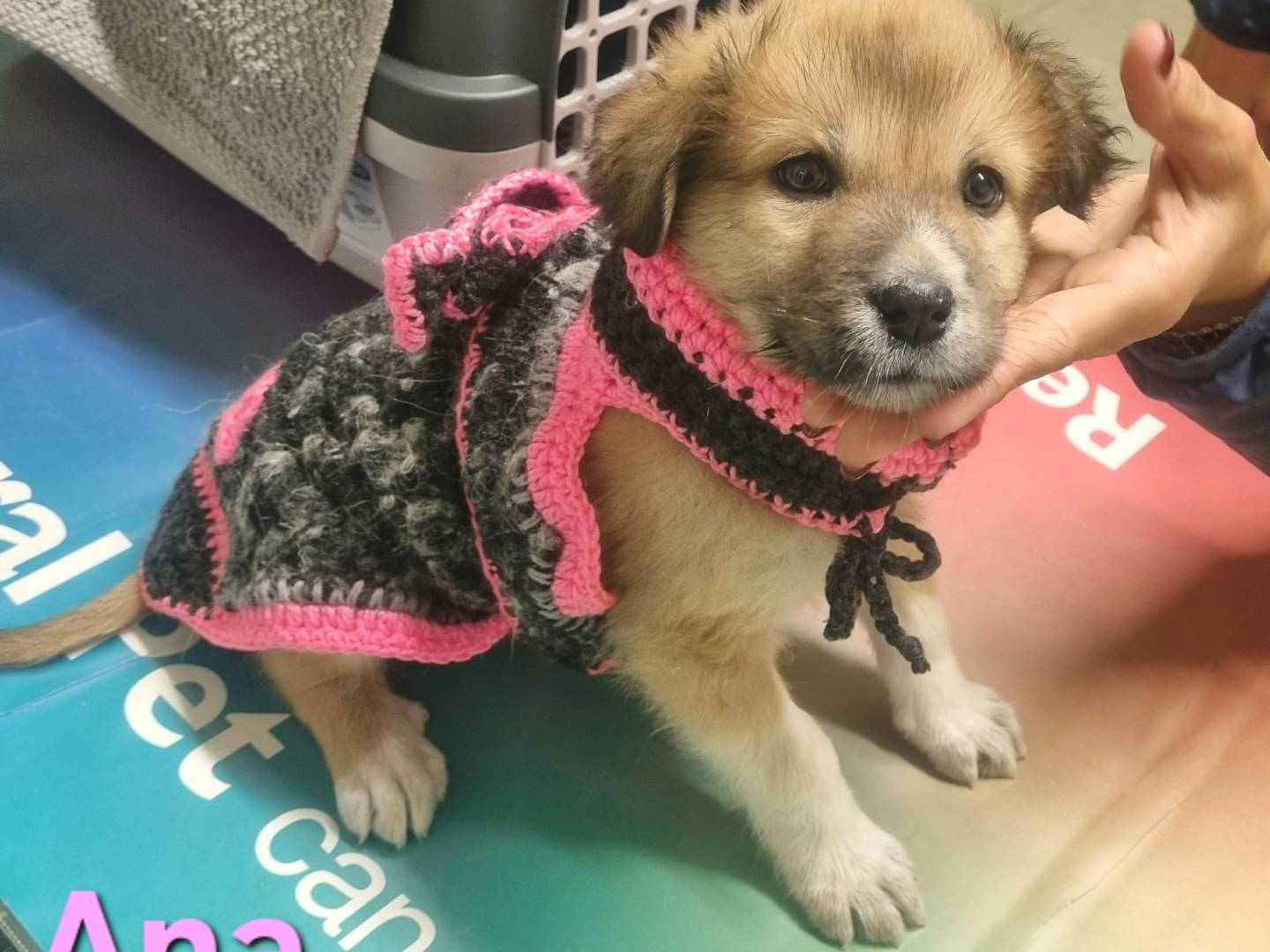 Adotta il cane Ana a Taranto