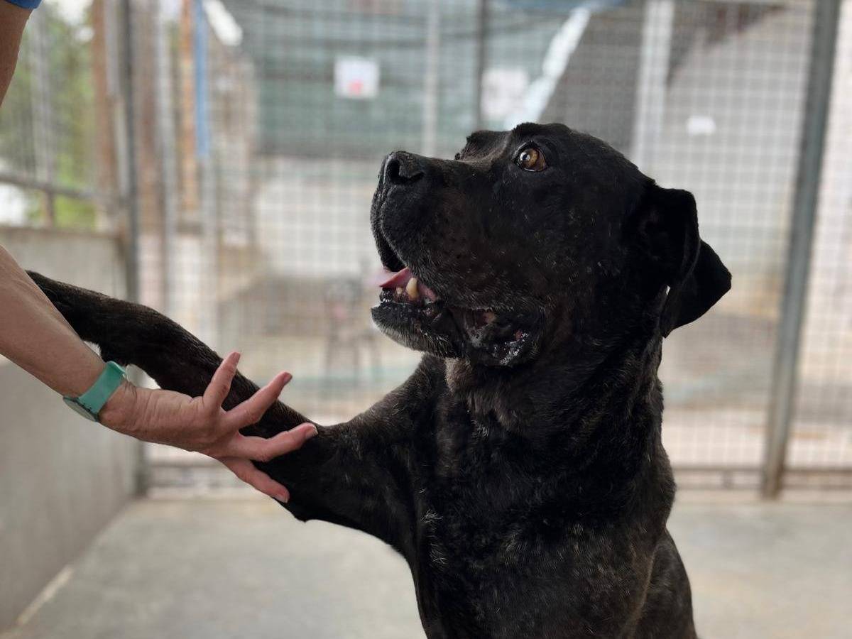 Adotta il cane NIRO  a Caserta