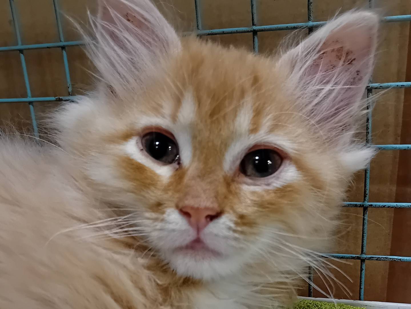 Adozione gatto, maschio, Razza sconosciuta Razza sconosciuta, 3 mesi, taglia non valida, Parma