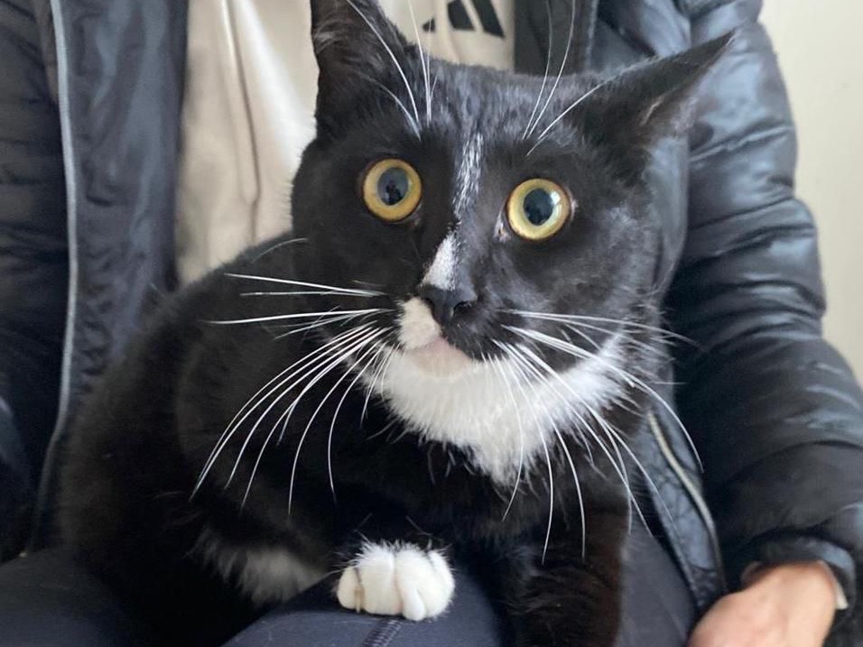 Adozione gatto, femmina, Razza sconosciuta Razza sconosciuta, 6 mesi, taglia non valida, Messina