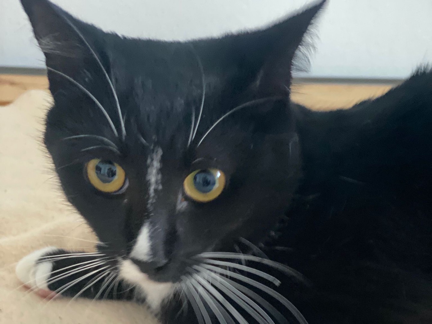 Adotta un gatto, femmina, 6 mesi, Messina