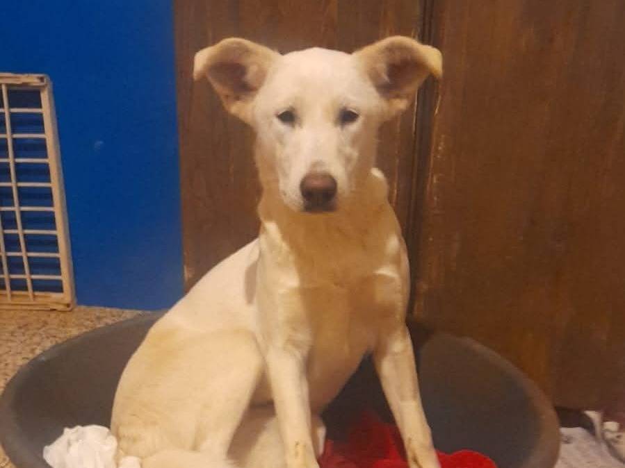 Adotta un cane, femmina, 3 anni e 3 mesi, Bari