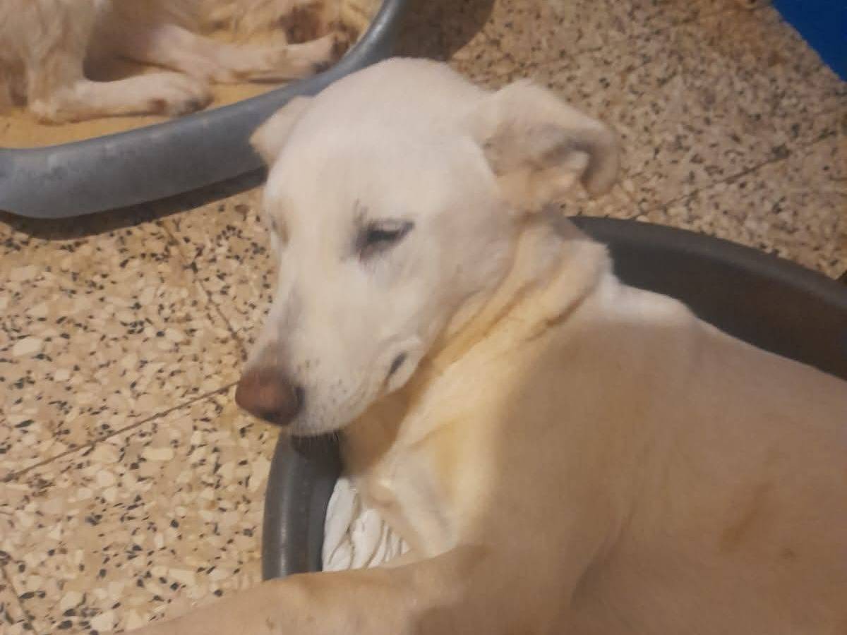 Adotta un cane, taglia grande, femmina, Bari