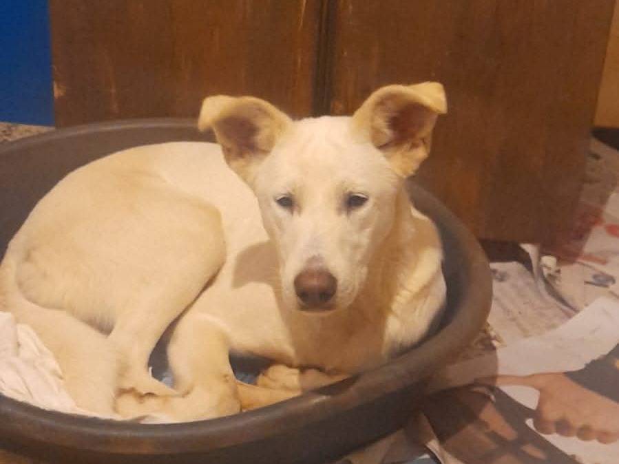 Vuoi adottare un cane a Bari?