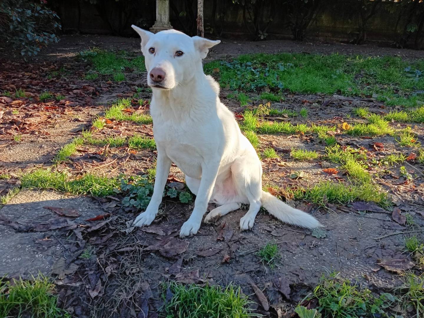 Adotta un cane, maschio, 6 anni e 3 mesi, Bologna