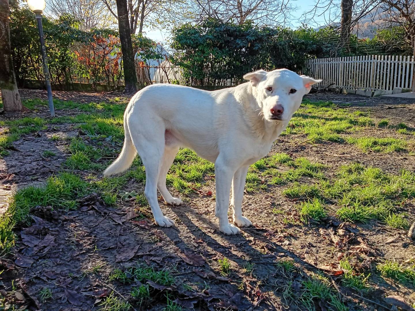 Adotta un cane, taglia media, maschio, Bologna