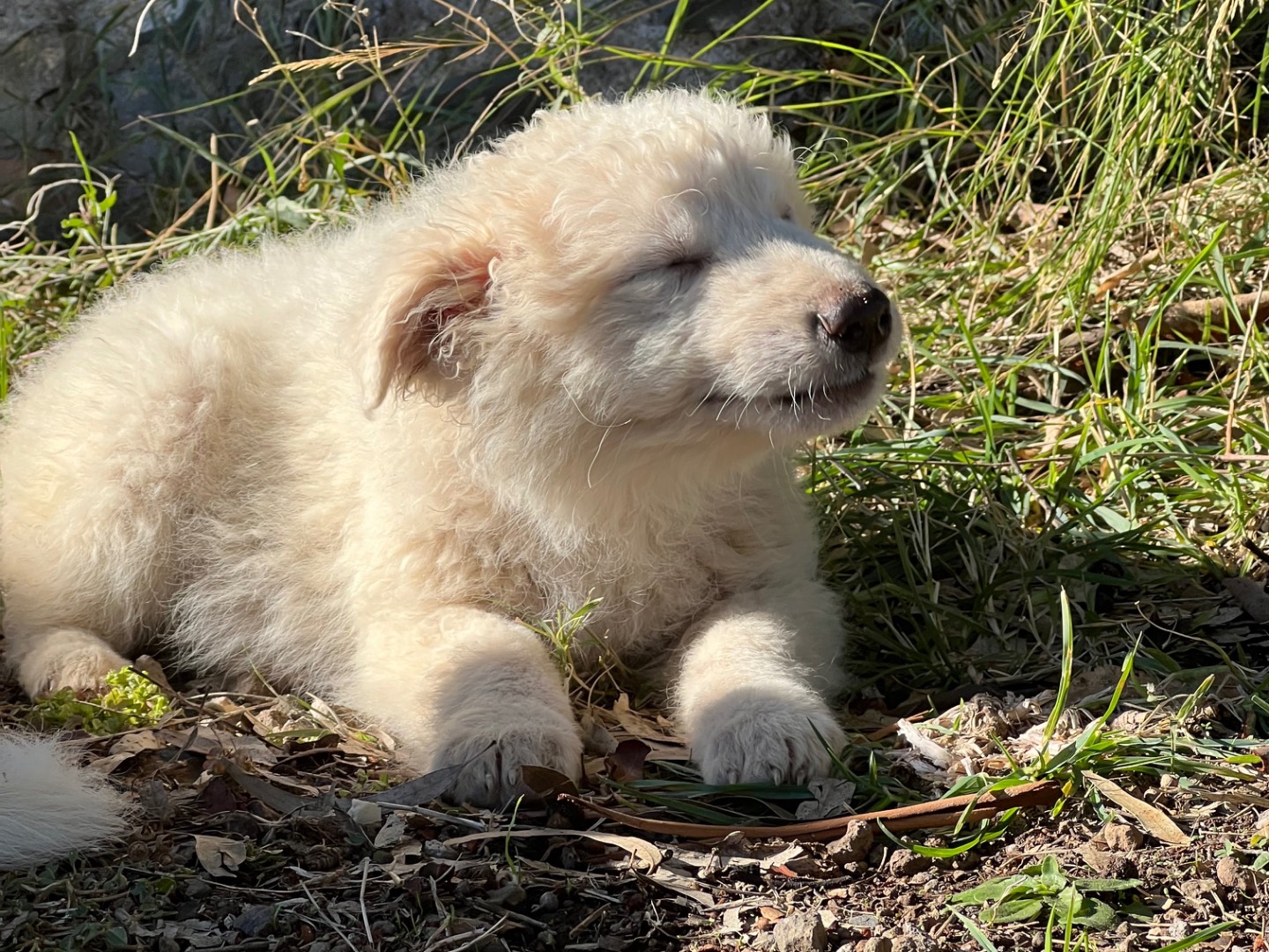 Adotta un cane, taglia media, femmina, Roma