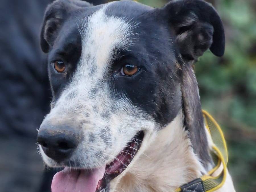 Adozione cane, femmina, Razza sconosciuta Razza sconosciuta, 1 anno, taglia media contenuta, Milano