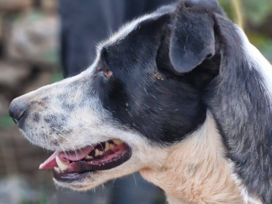 Adotta un cane, femmina, 1 anno, Milano