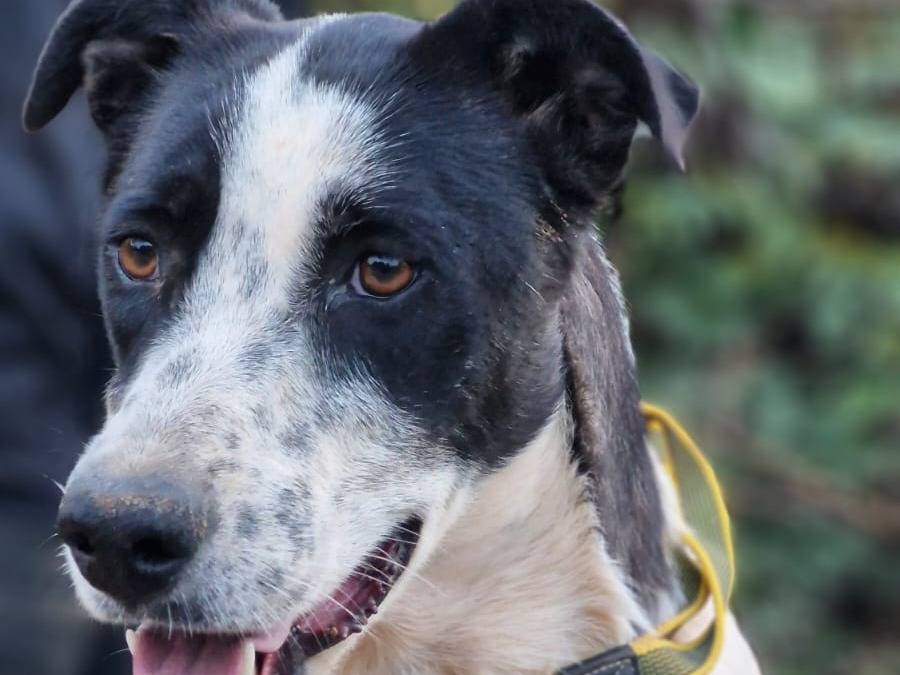 Adotta il cane Daisy a Milano