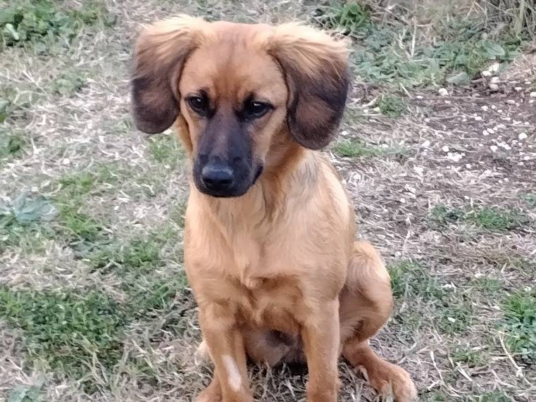 Adozione cane, femmina, Razza sconosciuta Razza sconosciuta, 8 mesi, taglia piccola, Viterbo