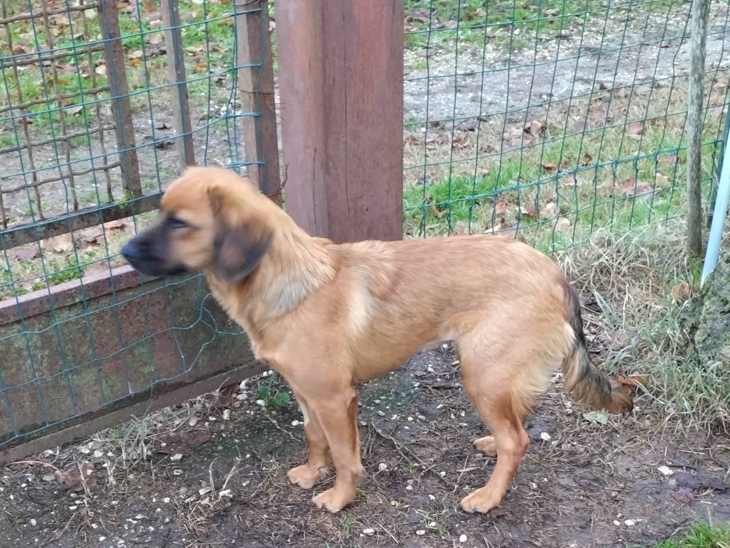 Adotta un cane, femmina, 8 mesi, Viterbo