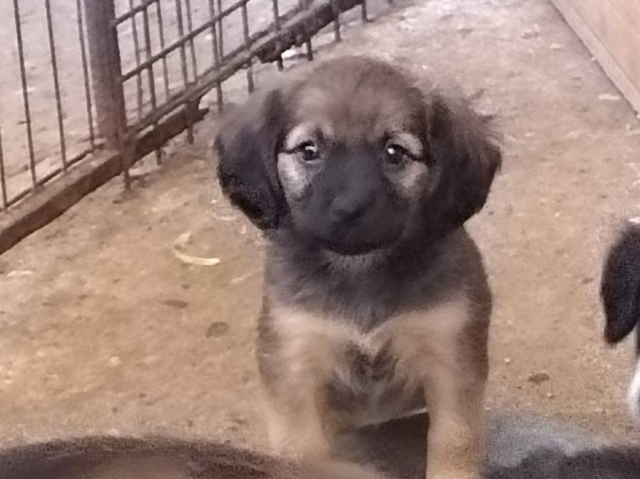 Adotta un cane, taglia piccola, femmina, Viterbo