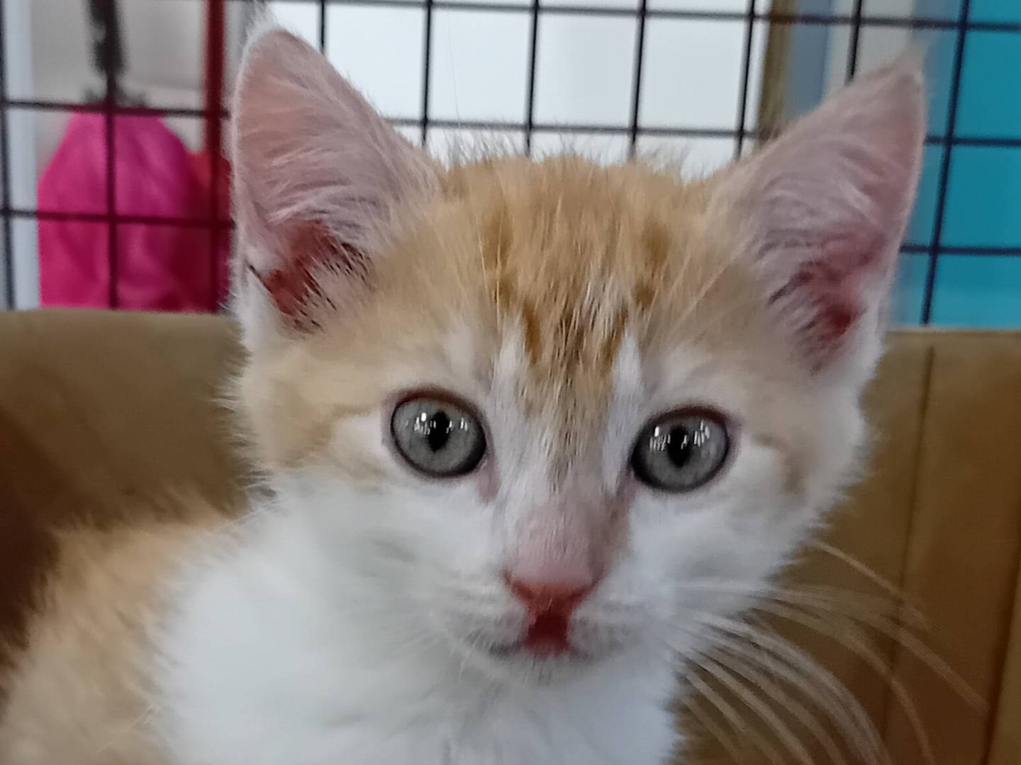 Adozione gatto, maschio, Razza sconosciuta Razza sconosciuta, 2 mesi, taglia non valida, Parma