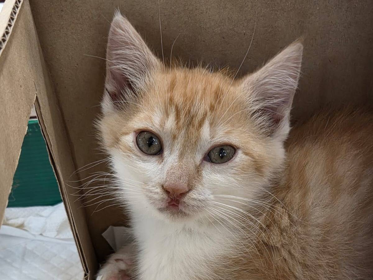 Adotta un gatto, maschio, 2 mesi, Parma