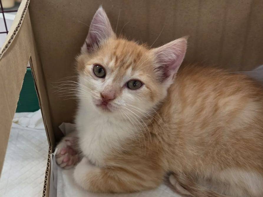 Adotta un gatto, taglia non valida, maschio, Parma