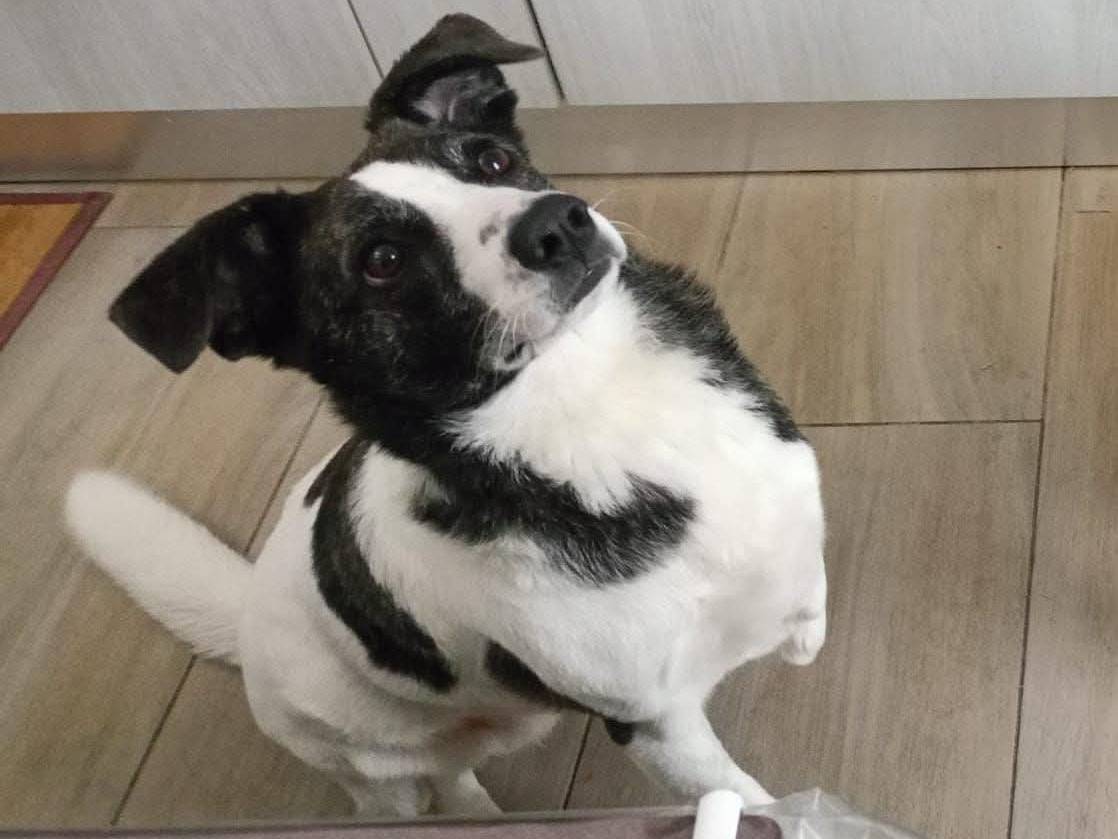 Adozione cane, femmina, Razza sconosciuta Razza sconosciuta, 2 anni e 10 mesi, taglia media contenuta, Nuoro