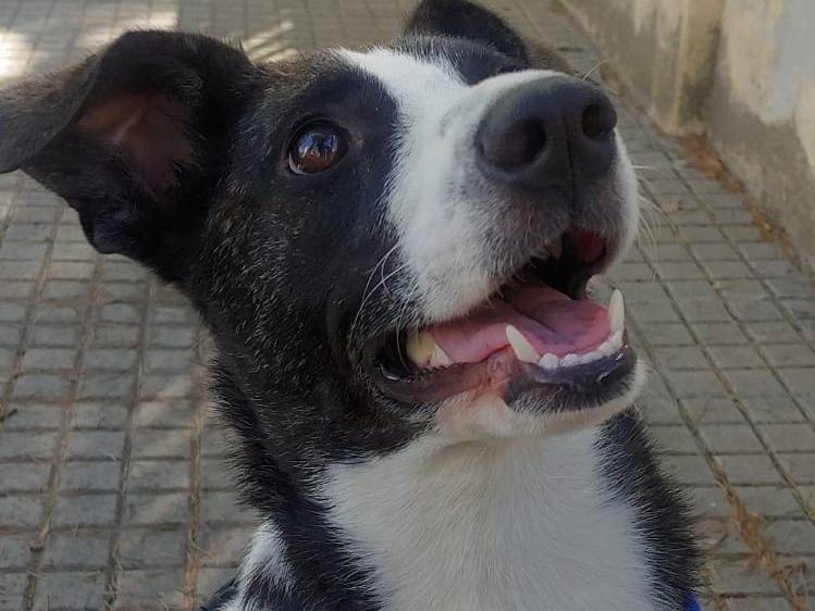 Adotta un cane, femmina, 2 anni e 10 mesi, Nuoro