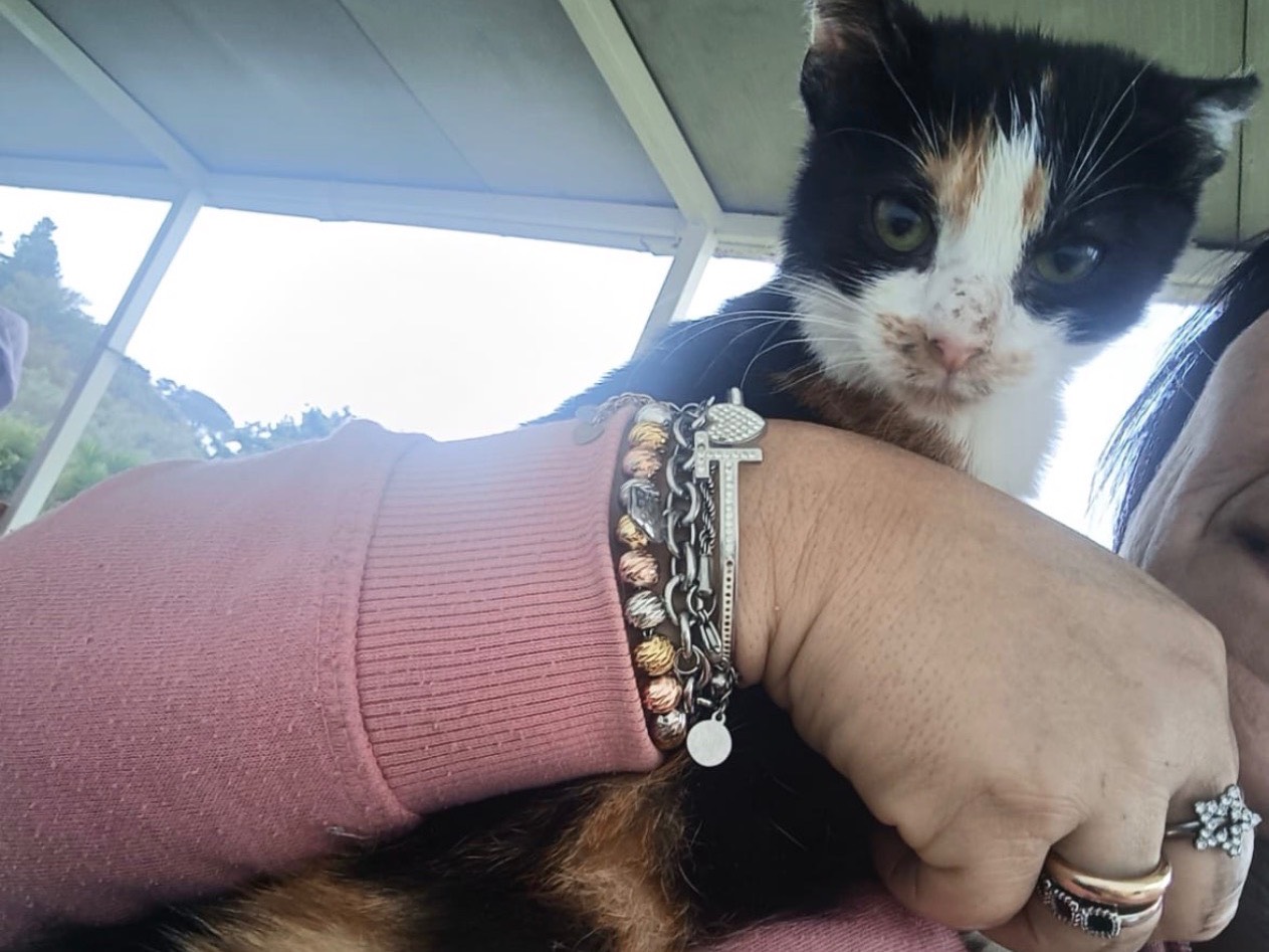 Adozione gatto, femmina, Razza sconosciuta Razza sconosciuta, 2 mesi, taglia non valida, Milano