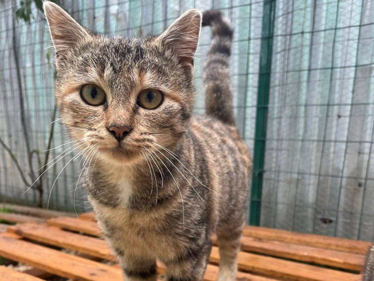 Adozione gatto, femmina, Razza sconosciuta Razza sconosciuta, 4 mesi, taglia non valida, Frosinone