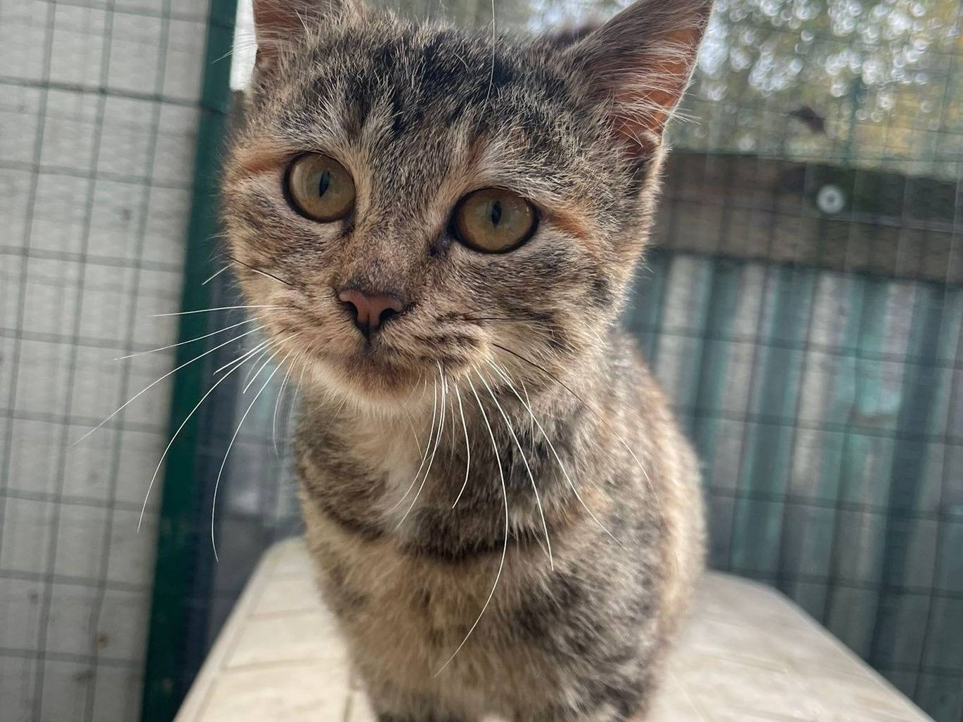 Adotta un gatto, femmina, 4 mesi, Frosinone