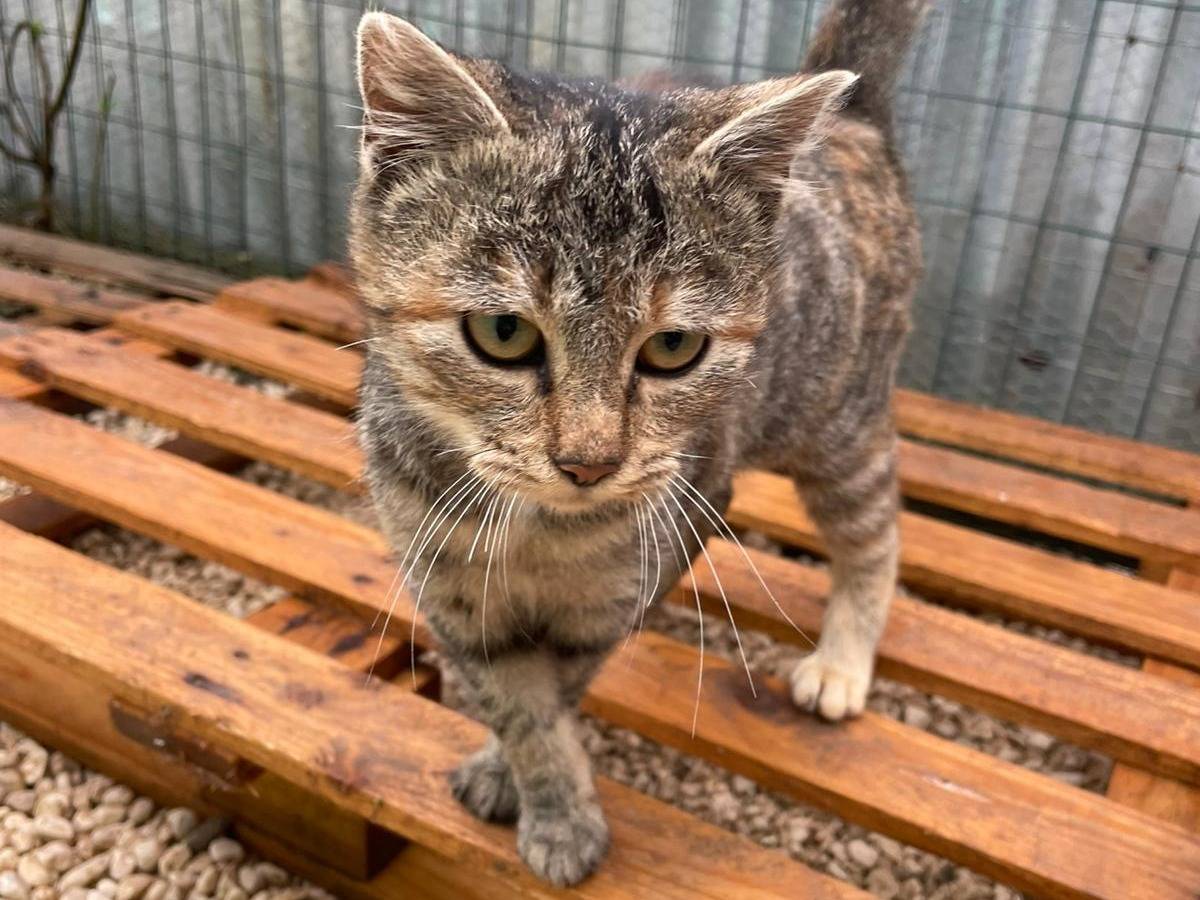 Adotta un gatto, taglia non valida, femmina, Frosinone