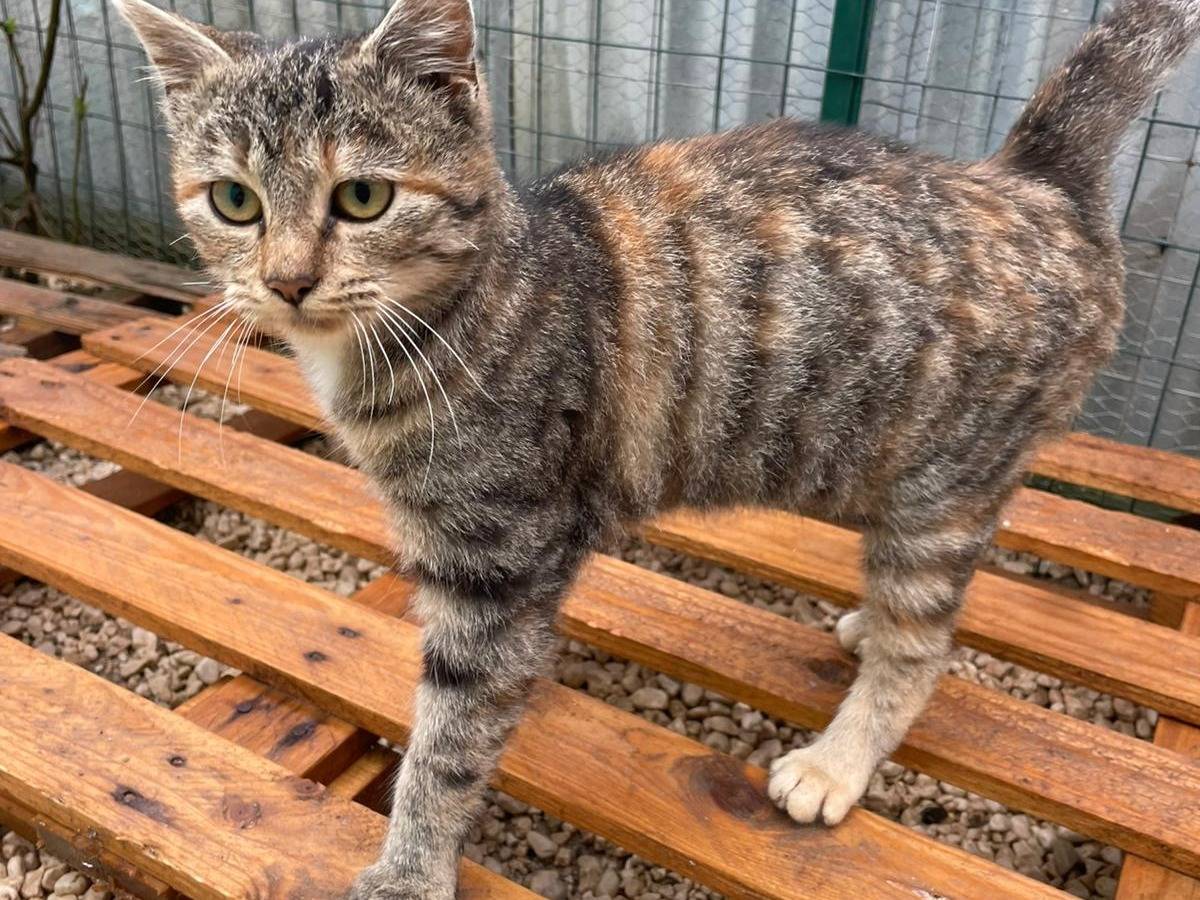 Vuoi adottare un gatto a Frosinone?