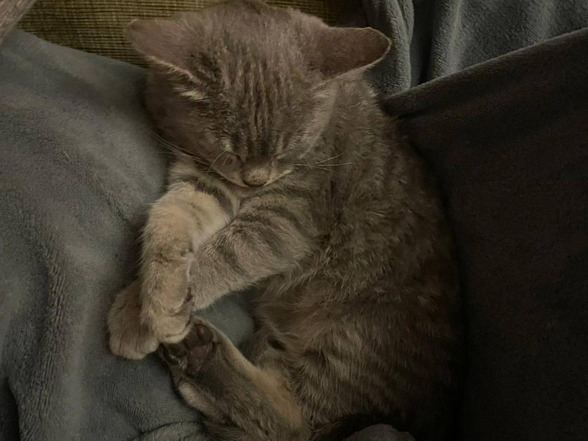 Adotta il gatto TIGRA a Frosinone