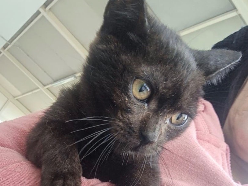 Adozione gatto, femmina, Razza sconosciuta Razza sconosciuta, 2 mesi, taglia non valida, Milano