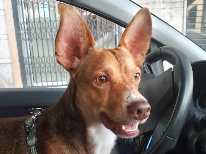 Vuoi adottare un cane a Frosinone?