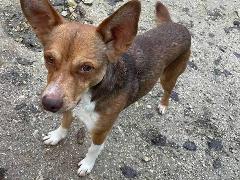 Adotta il cane CANGU a Frosinone