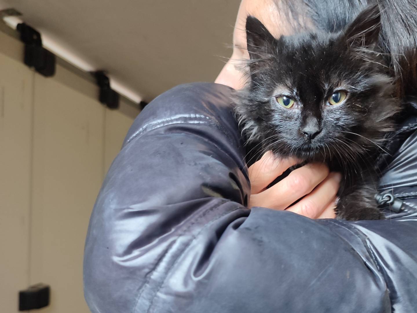 Adozione gatto, femmina, Razza sconosciuta Razza sconosciuta, 3 mesi, taglia non valida, Viterbo