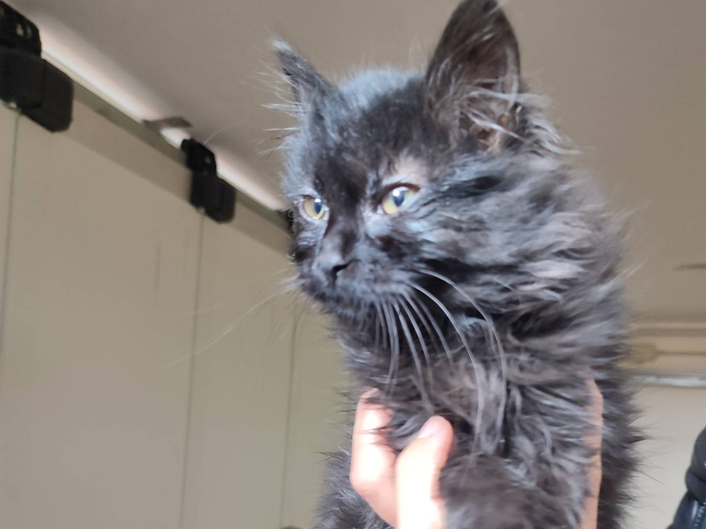 Adotta un gatto, femmina, 3 mesi, Viterbo