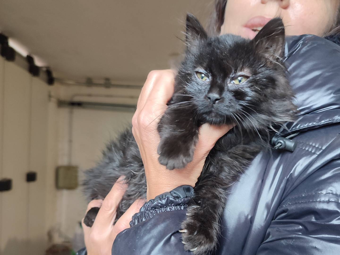 Adotta un gatto, taglia non valida, femmina, Viterbo