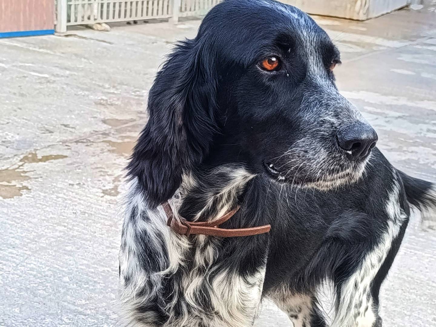 Adozione cane, femmina, Setter Inglese Razza sconosciuta, 4 anni e 11 mesi, taglia media contenuta, Cagliari