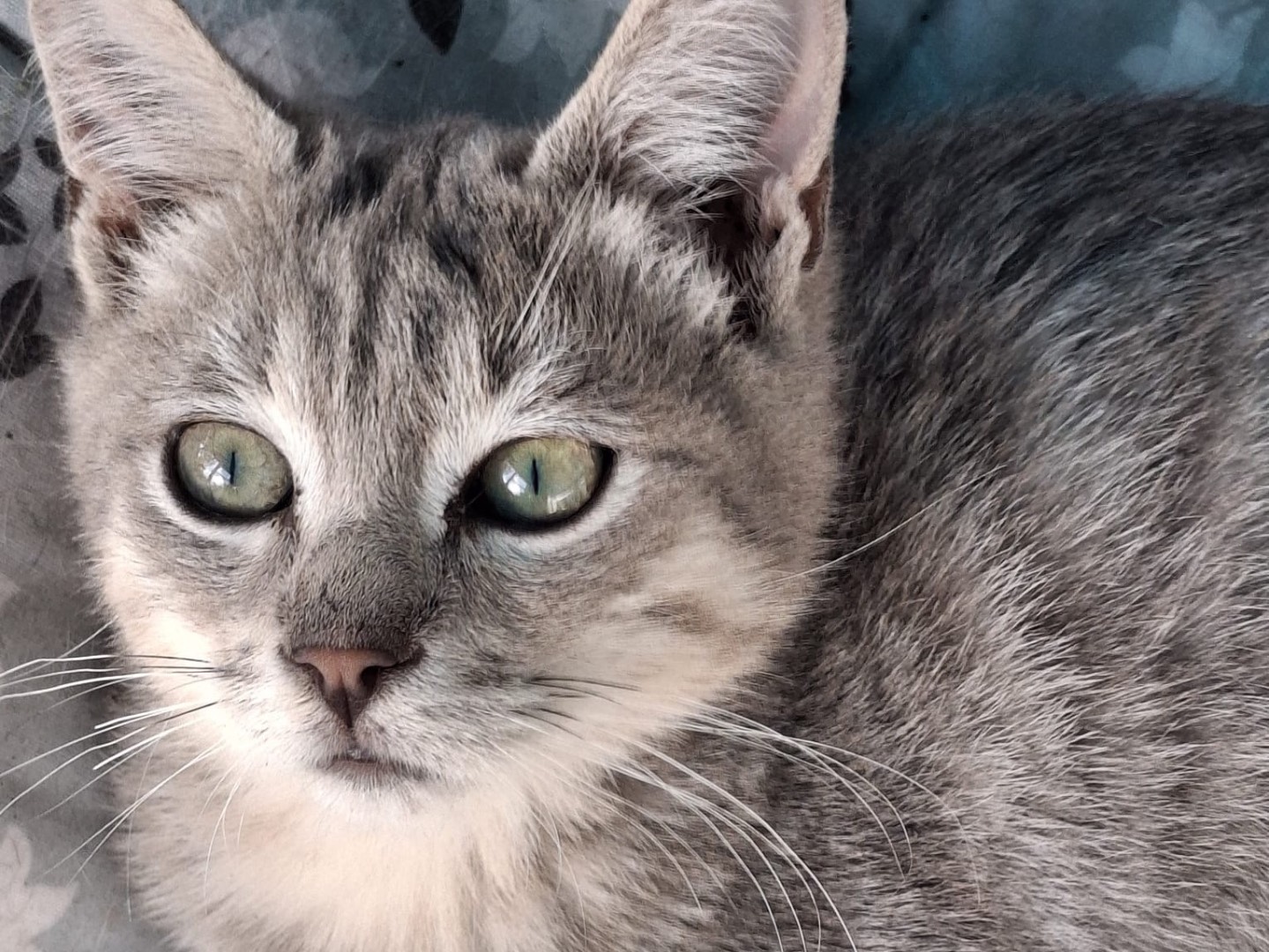 Adozione gatto, maschio, Razza sconosciuta Razza sconosciuta, 3 mesi, taglia non valida, Milano