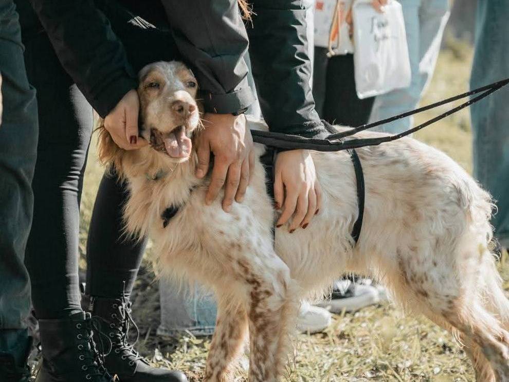 Vuoi adottare un cane a Caserta?