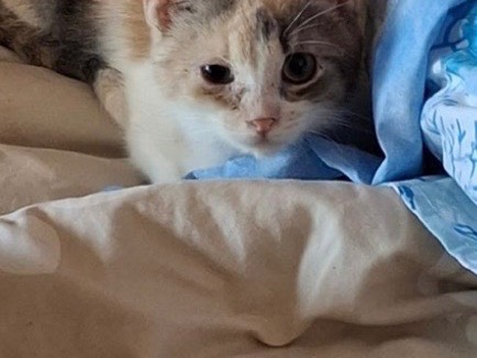 Adozione gatto, femmina, Razza sconosciuta Razza sconosciuta, 3 mesi, taglia non valida, Milano