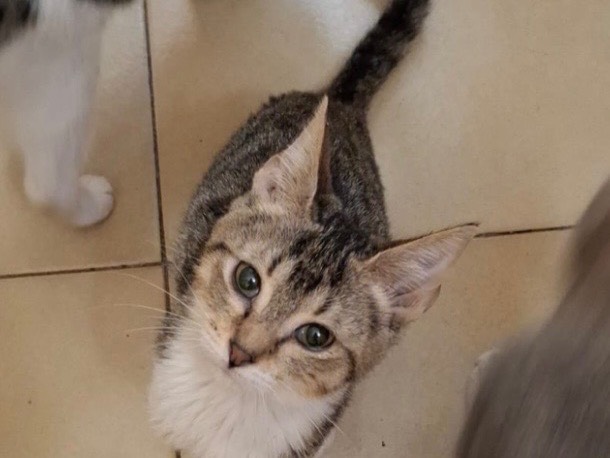 Adozione gatto, maschio, Razza sconosciuta Razza sconosciuta, 3 mesi, taglia non valida, Milano