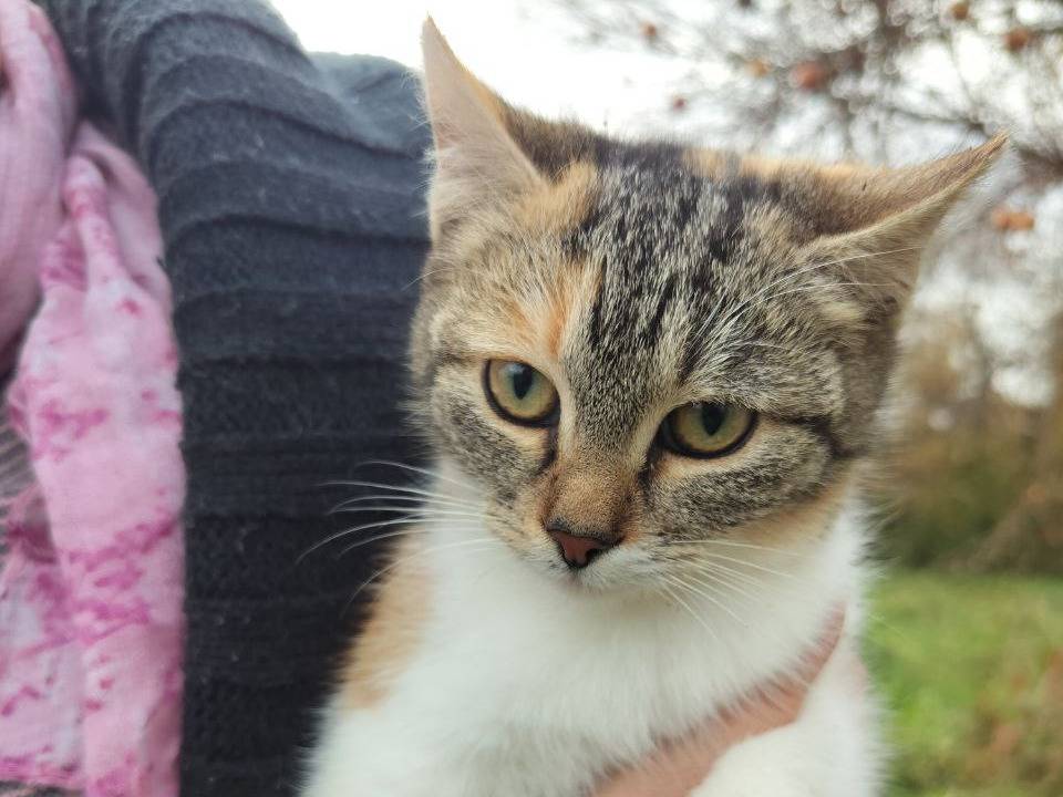 Adozione gatto, femmina, Razza sconosciuta Razza sconosciuta, 3 mesi, taglia non valida, Vicenza