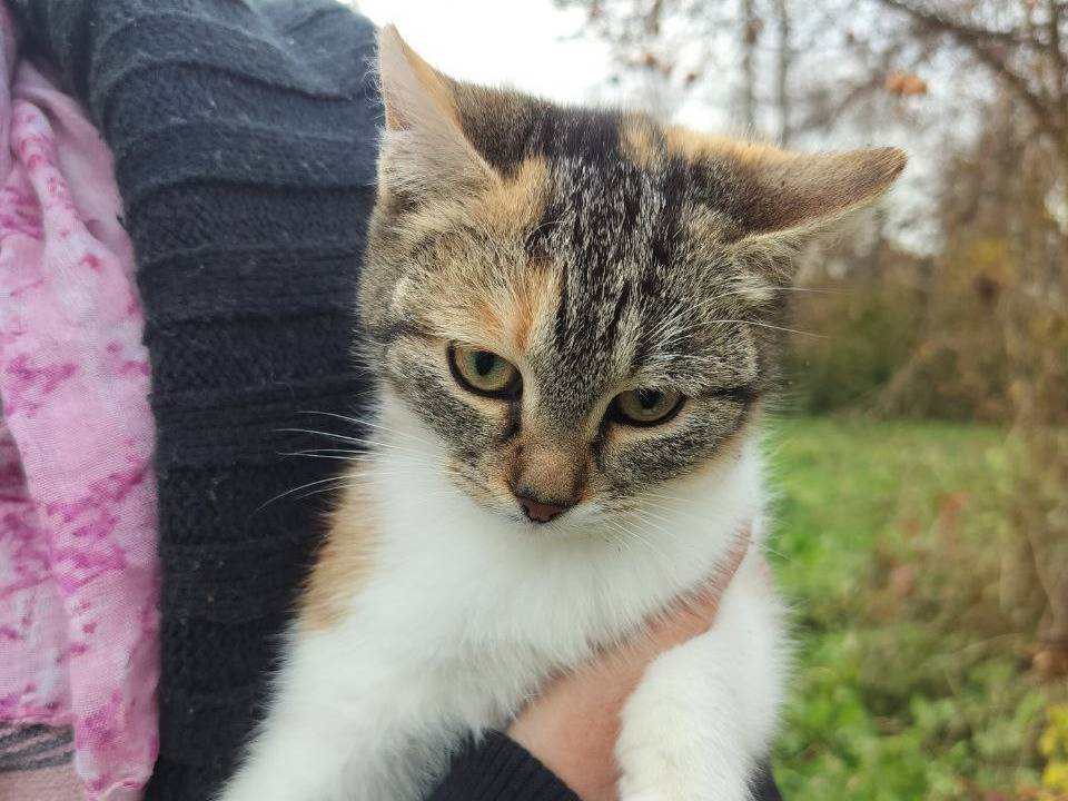 Adotta un gatto, femmina, 3 mesi, Vicenza