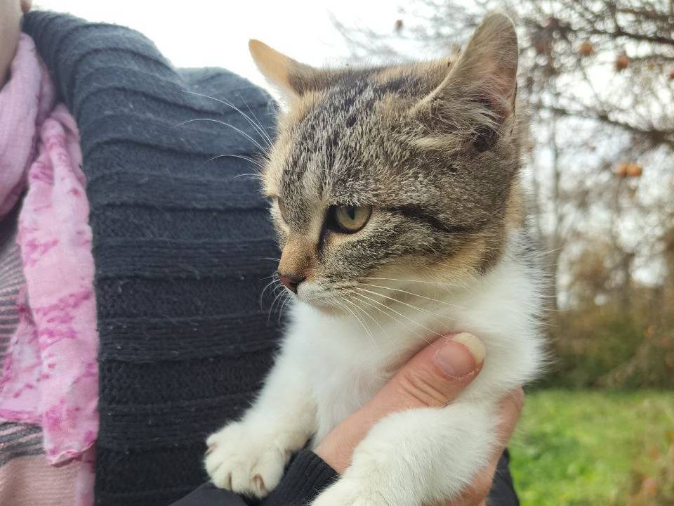 Adotta un gatto, taglia non valida, femmina, Vicenza