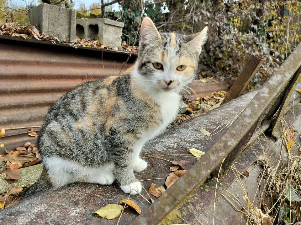Adozione gatto, femmina, Razza sconosciuta Razza sconosciuta, 3 mesi, taglia non valida, Vicenza