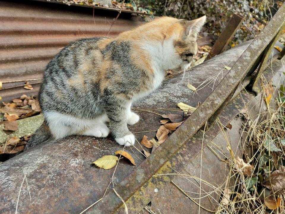 Adotta un gatto, femmina, 3 mesi, Vicenza
