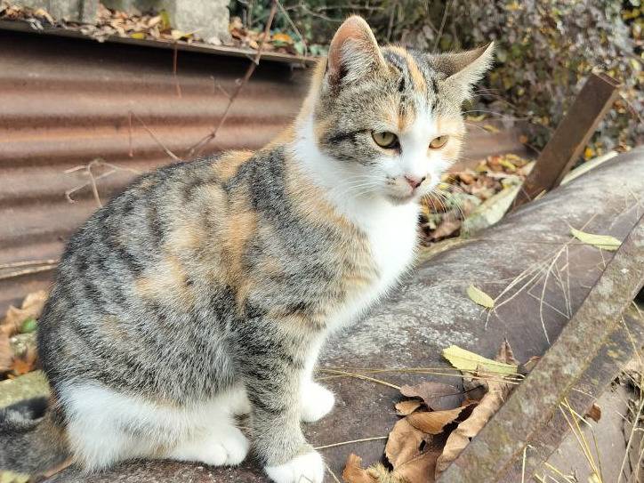 Adotta un gatto, taglia non valida, femmina, Vicenza