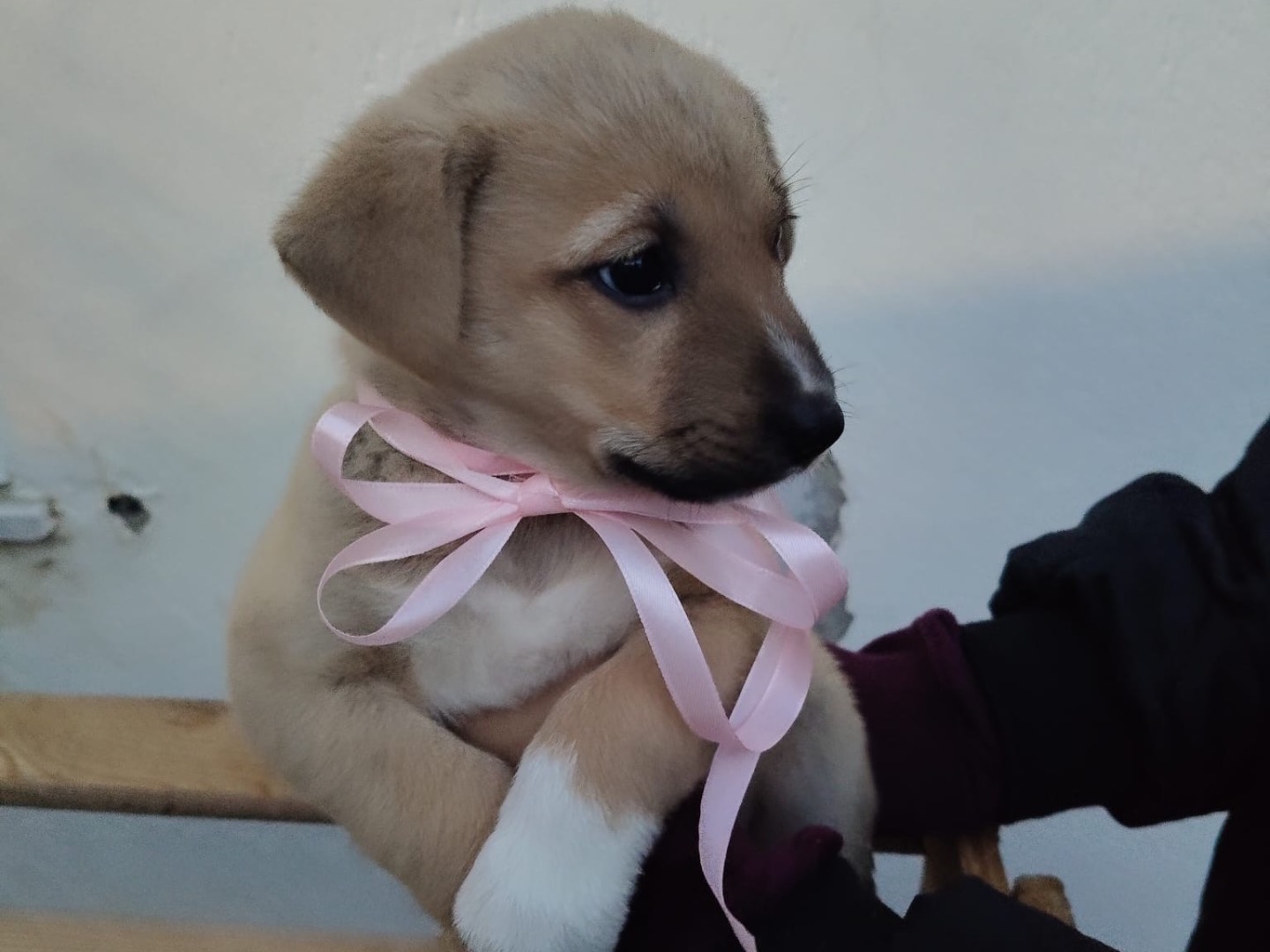 Vuoi adottare un cane a Crotone?