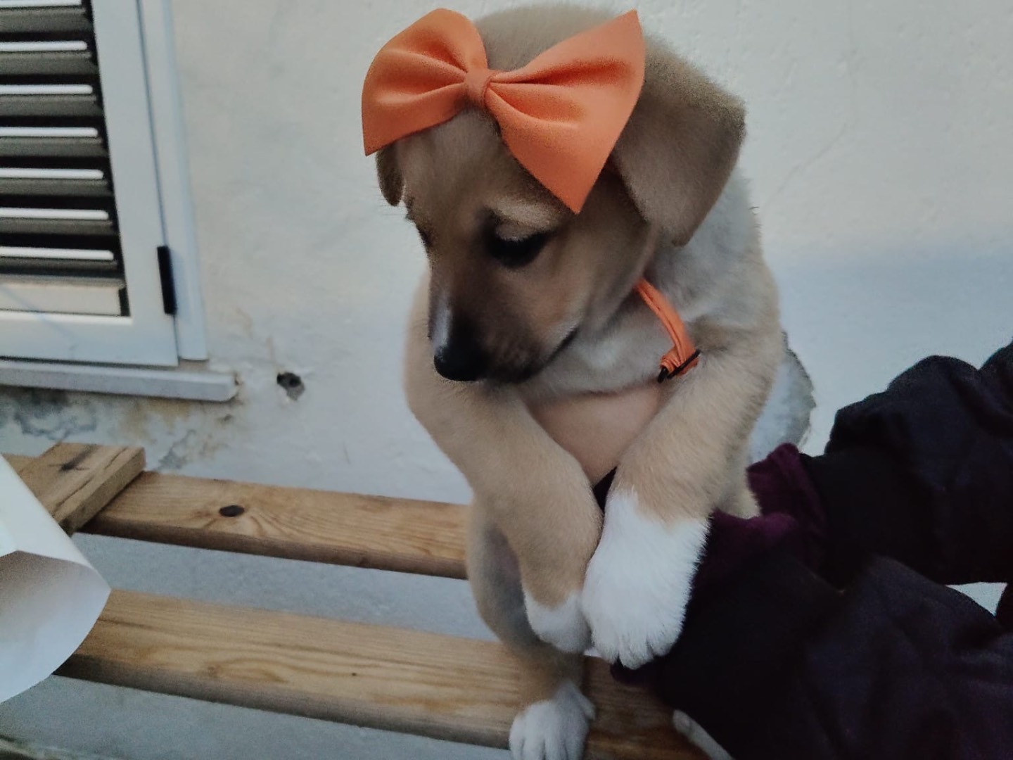 Adotta il cane IRIS a Crotone