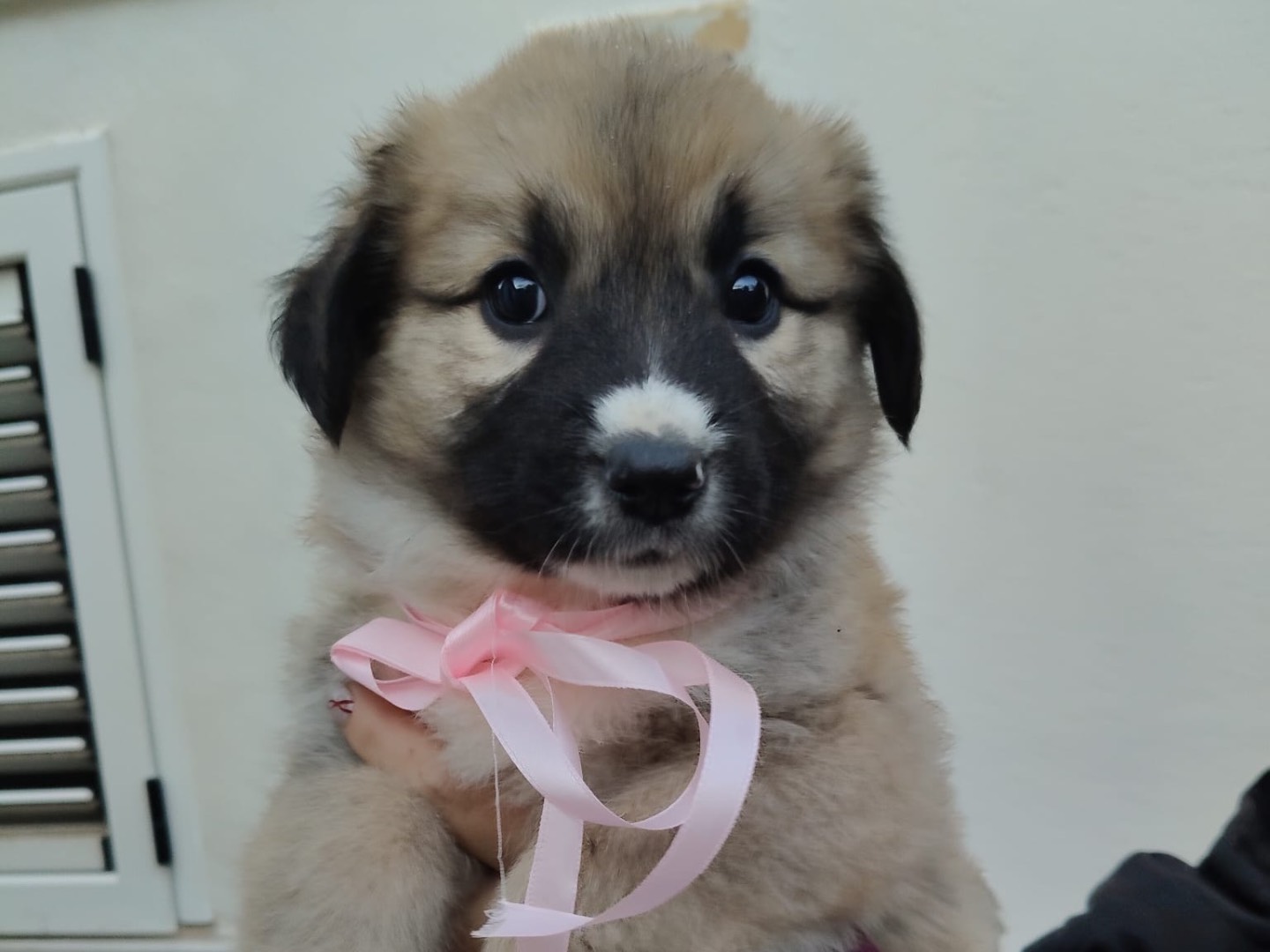 Adozione cane, femmina, Razza sconosciuta Razza sconosciuta, 3 mesi, taglia media, Crotone